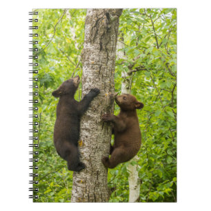 Carnet Oursons ours noir grimpant à l'arbre