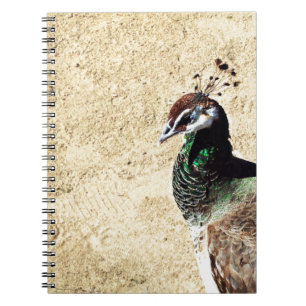 Carnet Pacock