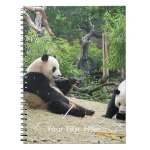 Carnet Panda géant dans un zoo d'animaux sauvages photogr