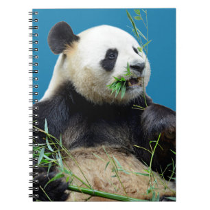 Carnet Panda géant isolé mangeant du bambou