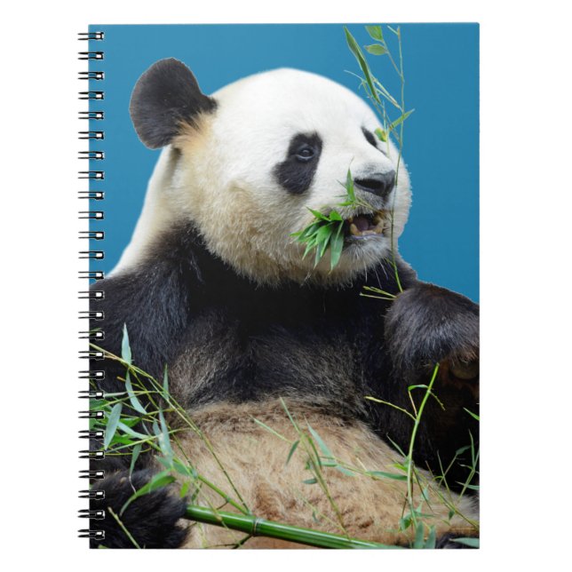 Carnet Panda géant isolé mangeant du bambou (Devant)