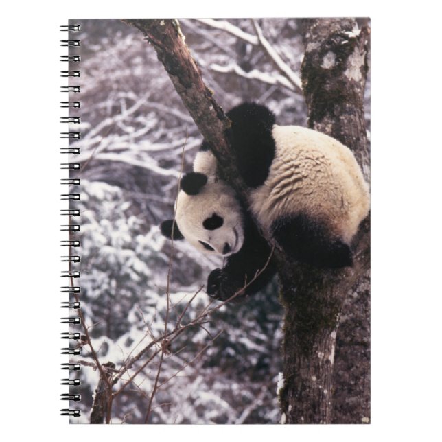 Carnet Panda petit jouant sur un arbre recouvert de neige (Devant)