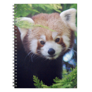 Carnet Panda rouge
