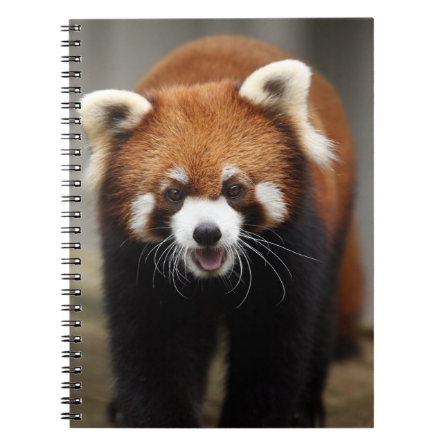 Carnet Panda rouge (Devant)