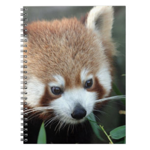 Carnet Panda roux, Taronga Zoo, Sydney, Australie