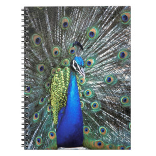Carnet Paon magnifique déployant des plumes colorées