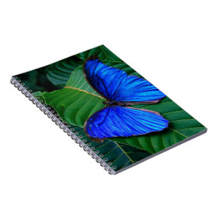 Carnet Papillon-carnet