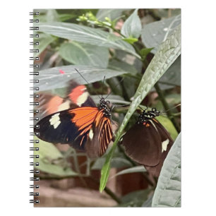 Carnet Papillon coloré