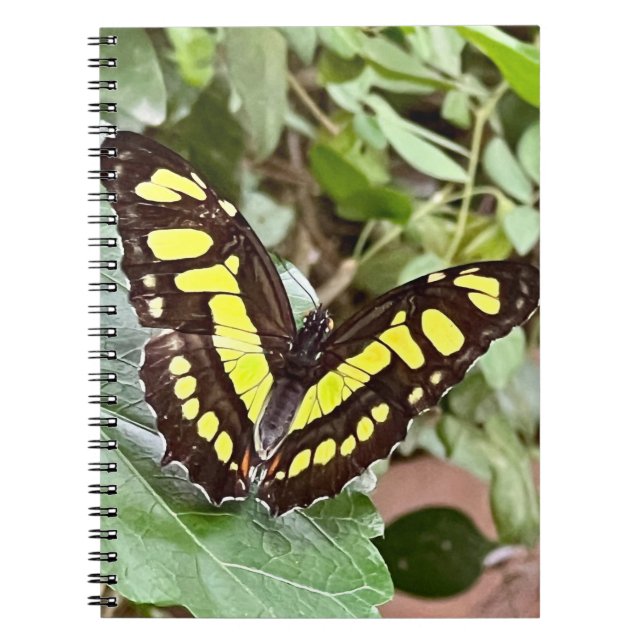 Carnet Papillon coloré (Devant)
