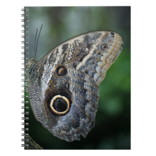 Carnet Papillon Extraordinaire Caligo Eurilochus