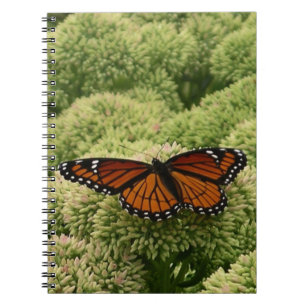 Carnet Papillon Limenitis Artémis Photographie De La Bell