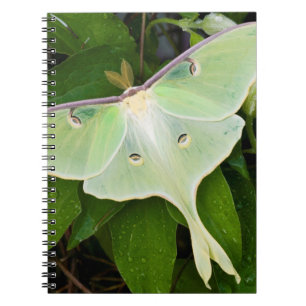 Carnet Papillon Luna sur Clématite de Carnaby