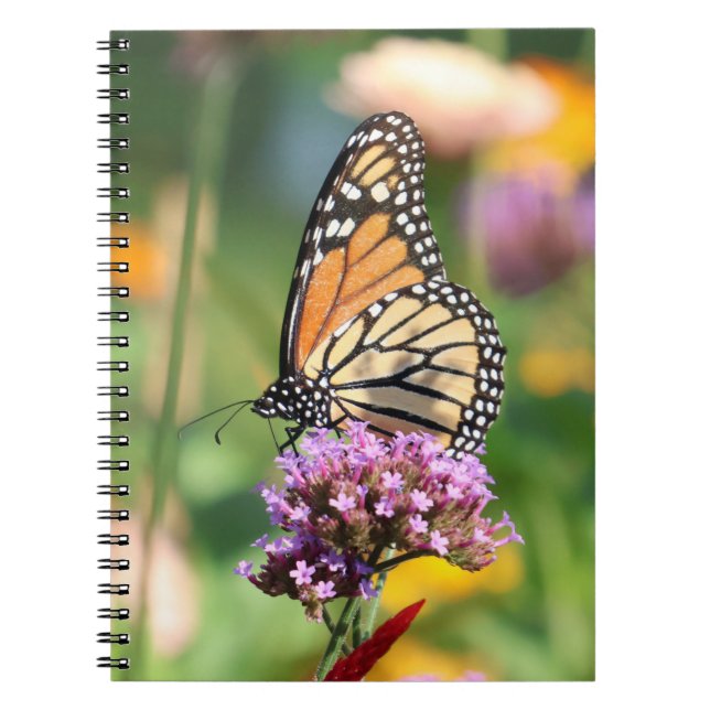 Carnet Papillon Monarque sur Verbena Blank (Devant)