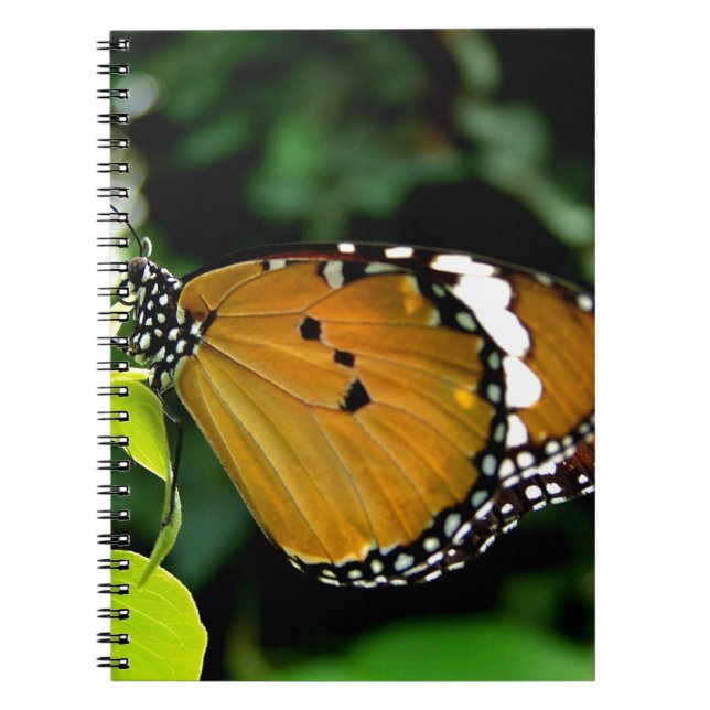 Carnet Papillon orange, noir et blanc sur feuille (Devant)