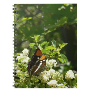 Carnet Papillon-soeur de Californie en Yosemite