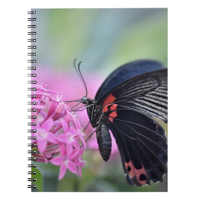 Carnet Papillon sur fleur (Devant)