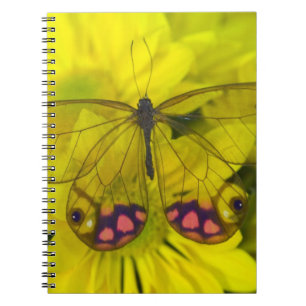 Carnet Papillon sur jaune