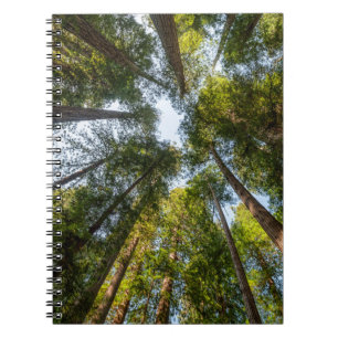 Carnet Parcs nationaux et d'État de Redwood, Californie