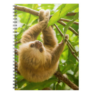Carnet Paresse à l'envers des images de Getty