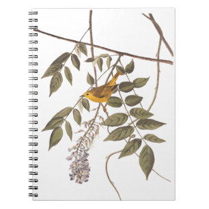 Carnet Paruline jaune orangée bleu ornithologique à la ba