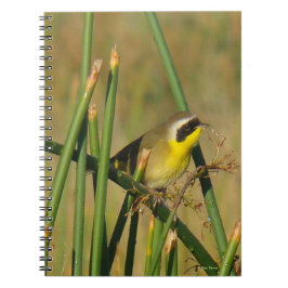 Carnet Paruline masquée