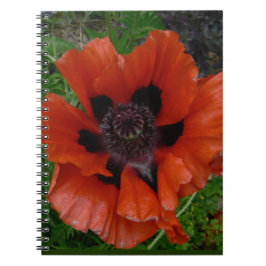 Carnet Pavot d'Orient     
