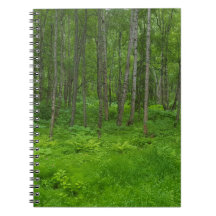 Paysage de forêt verdoyante