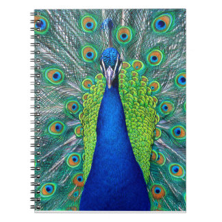 Carnet Peacock#1