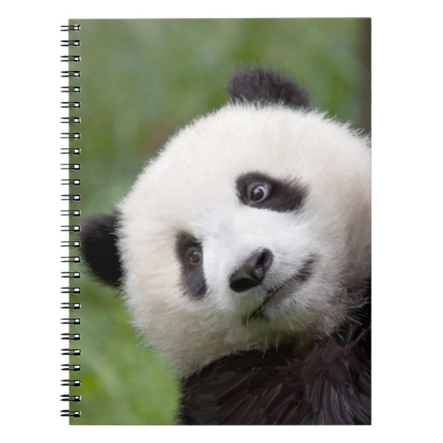 Carnet Peinture de petit animal de panda (Devant)