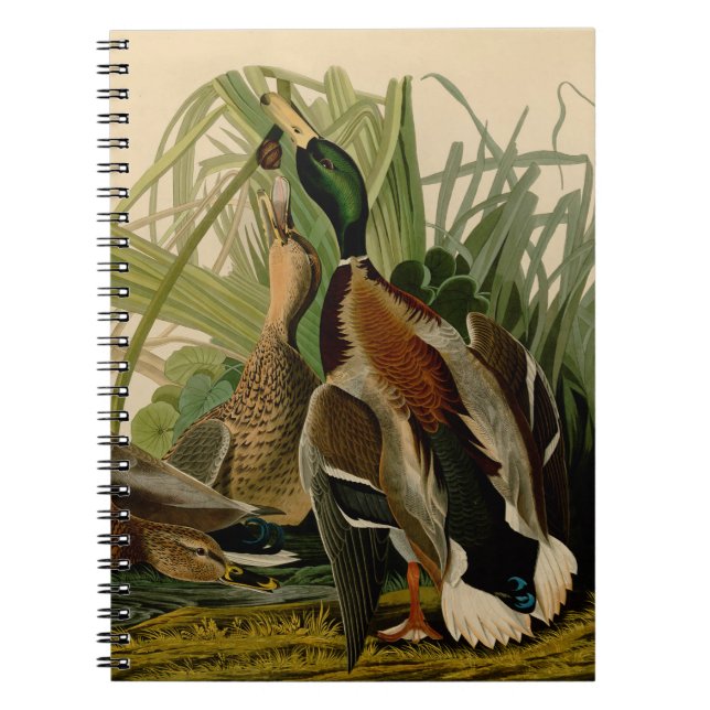 Carnet Peinture d'oiseaux de Mallard Duck Audubon (Devant)