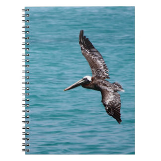 Carnet Pélican en vol