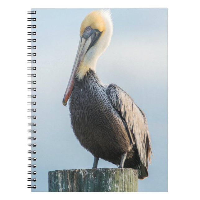Carnet Pelican perché sur le pylône (Devant)