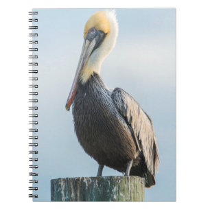 Carnet Pélican perché sur pylône