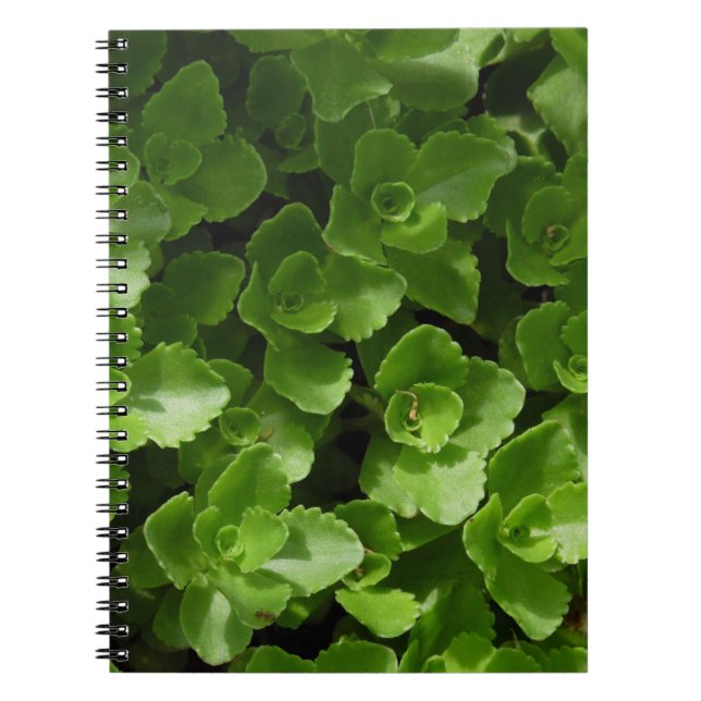 Carnet Perdu en Feuille (Devant)