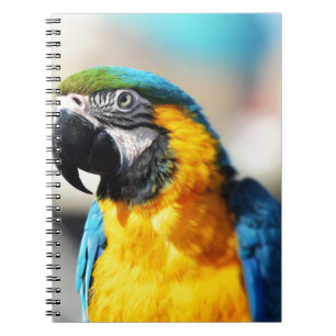 Carnet perroquet