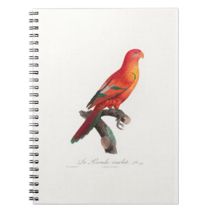 Carnet perroquet de macaw