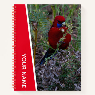 Carnet Perroquet de Pennant mangeant, Australie, Rouge