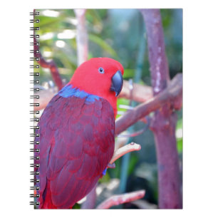 Carnet Perroquet d'eclectus coloré