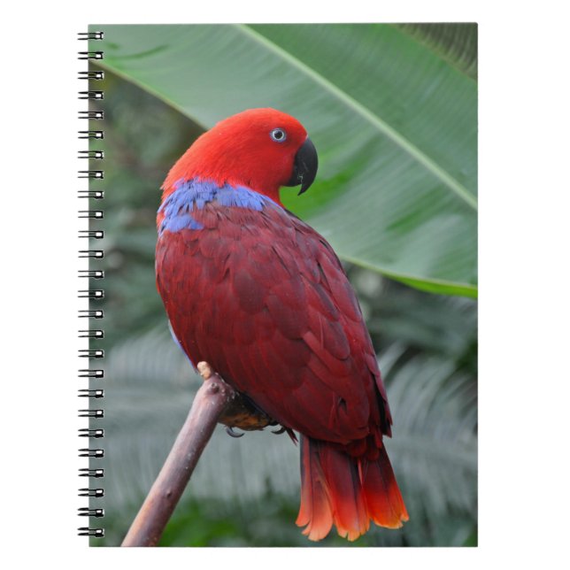 Carnet Perroquet rouge éclectique (Devant)