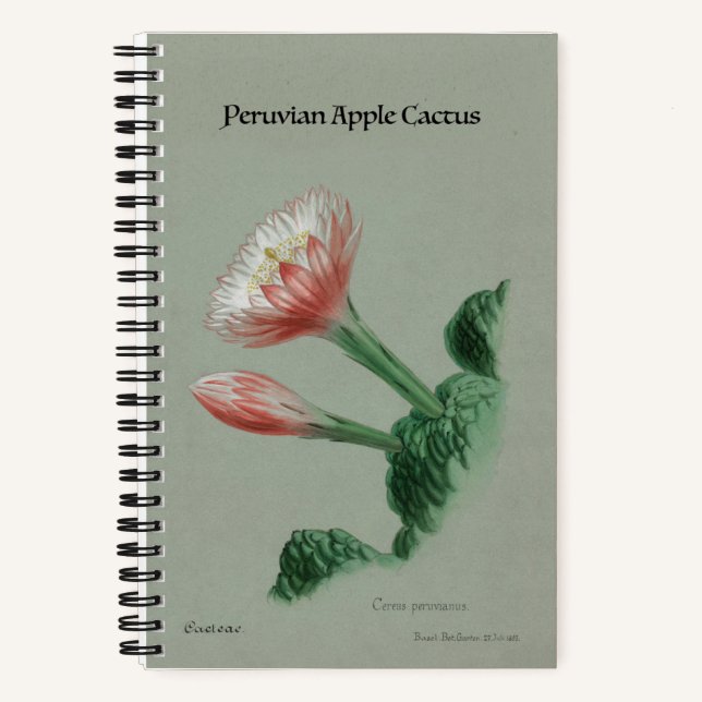 Carnet péruvien de cactus à pomme - Botanique Vint (Recto)