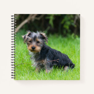 Carnet Petit bébé yorkshire terrier chiot triste yeux p