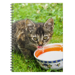 Carnet Petit chaton boit dans un bol