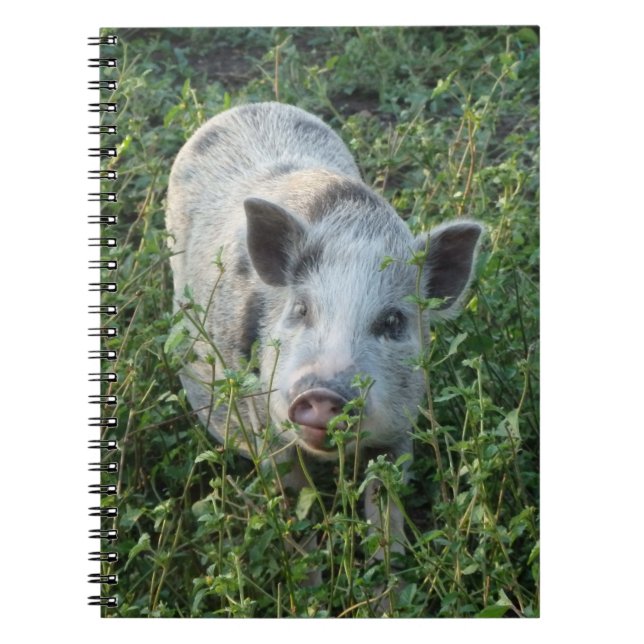 Carnet Petit cochon de marionnettes de Juliana (Devant)