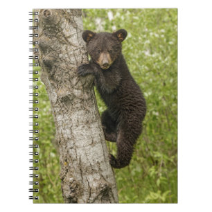 Carnet Petit Ours noir dans l'arbre