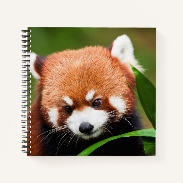 Carnet Petit Panda Rouge (Devant)
