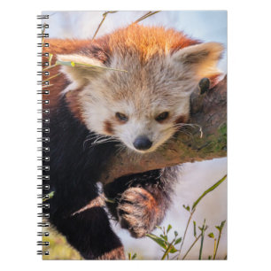 Carnet Petit panda rouge pâle