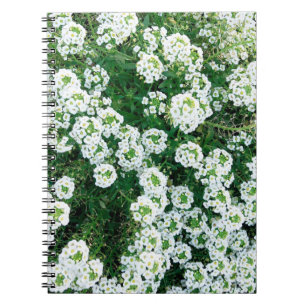 Carnet Petites fleurs blanches dans l'herbe en journée à