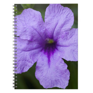 Carnet Pétunia mexicain nain pourpre