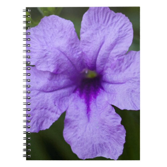 Carnet Pétunia mexicain nain pourpre (Devant)