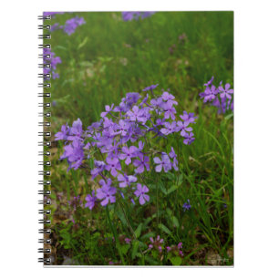 Carnet Phlox bleu sauvage